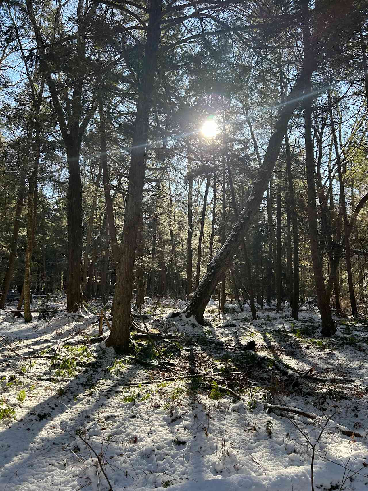 Woodland's Edge Glamping & Hot Tubs