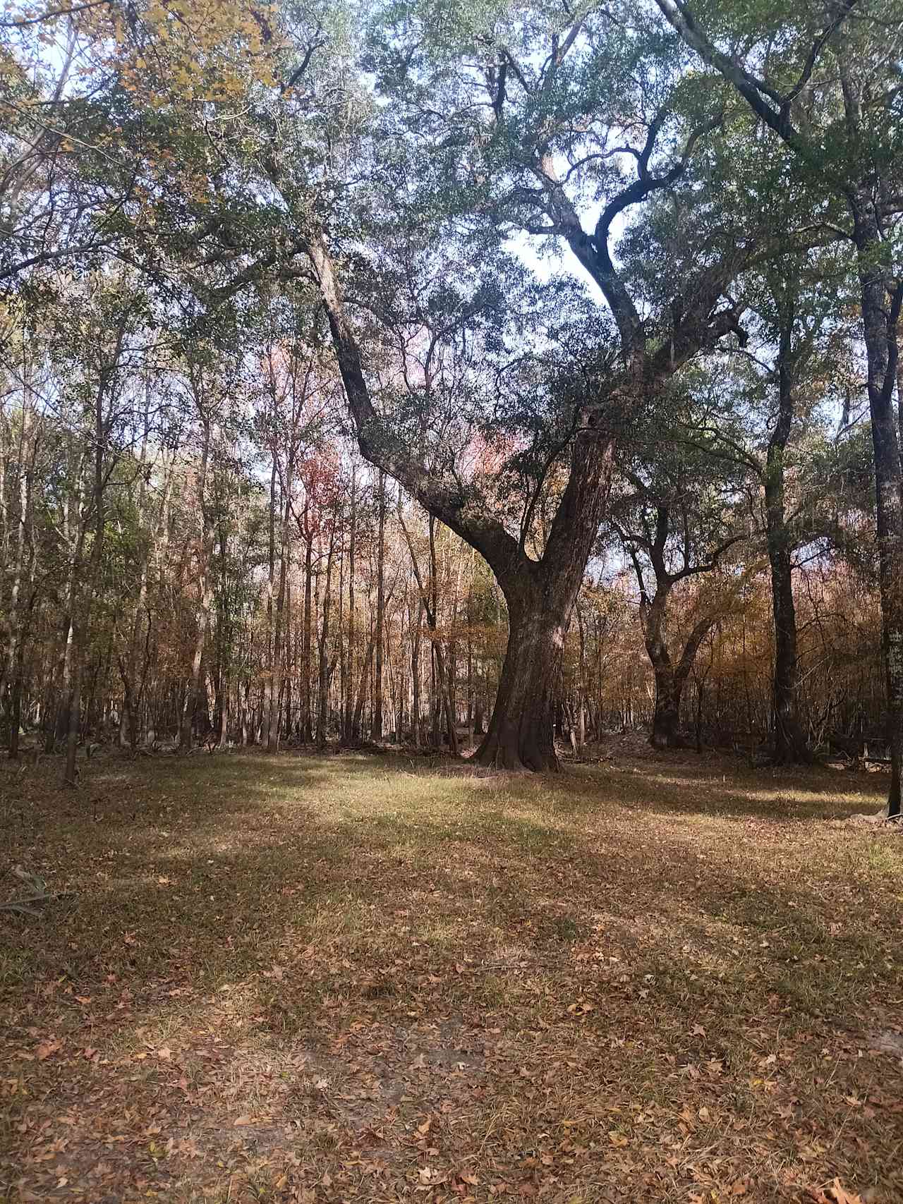 Edisto Camp And Canoe