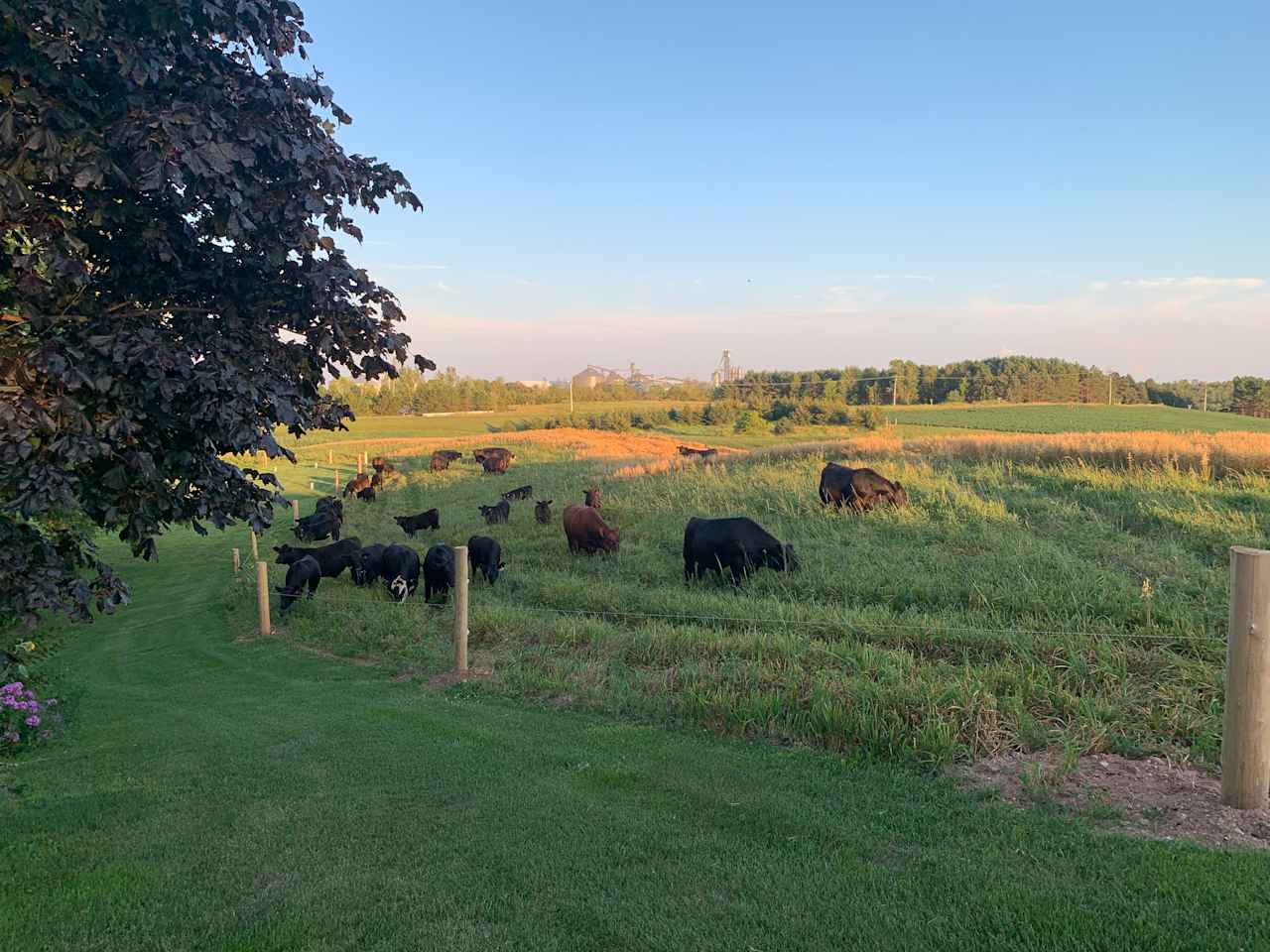 Historic Organic Angus Farm