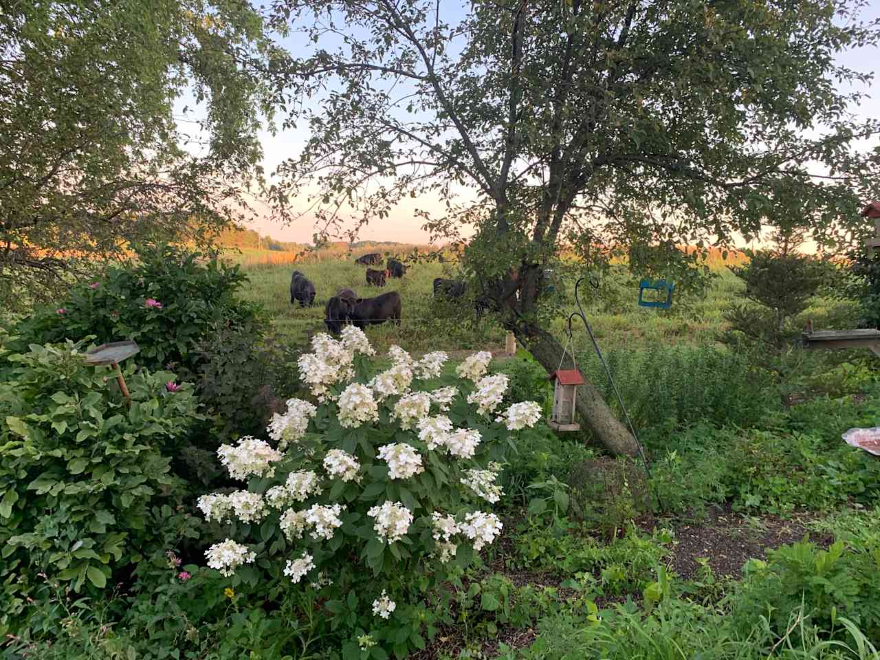 Historic Organic Angus Farm