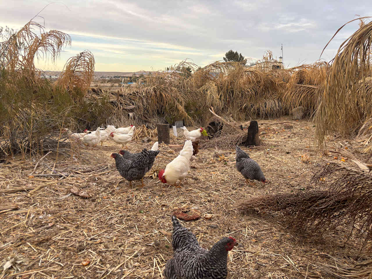 Wild Wash Regenerative Ranch