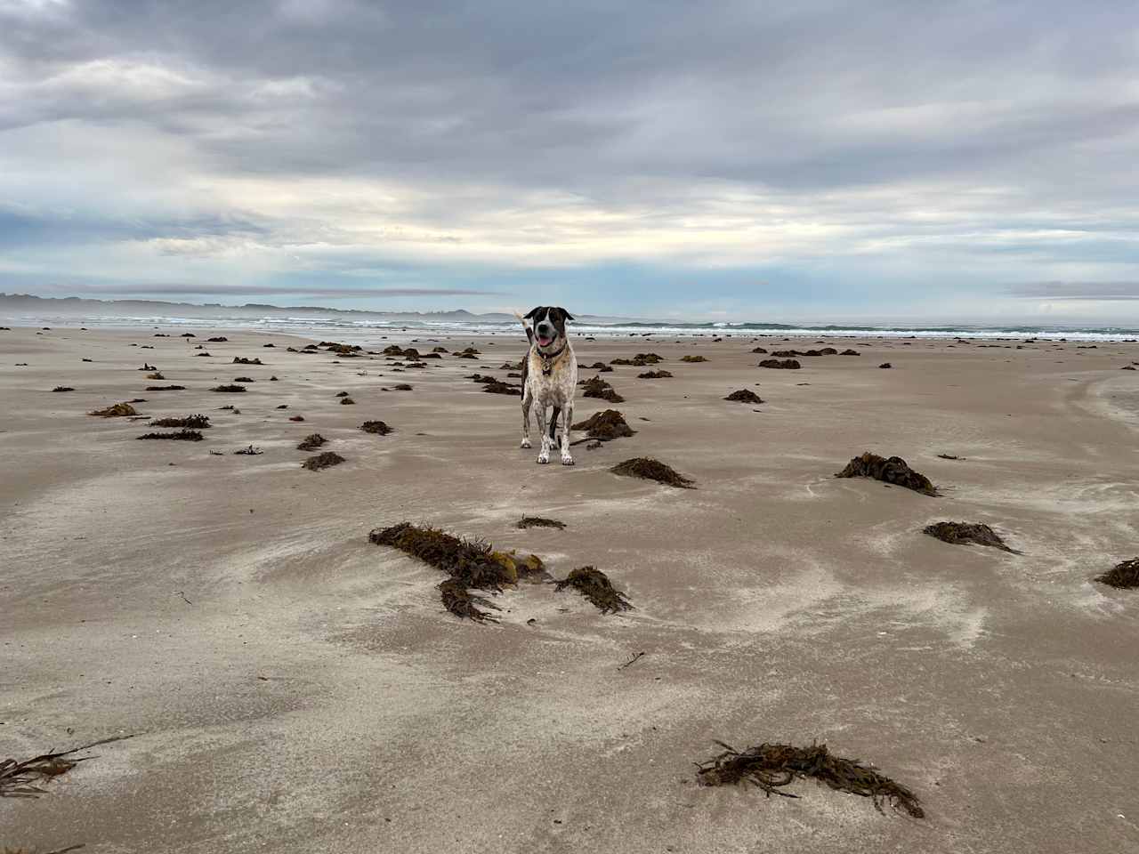 The Beach Arrawarra