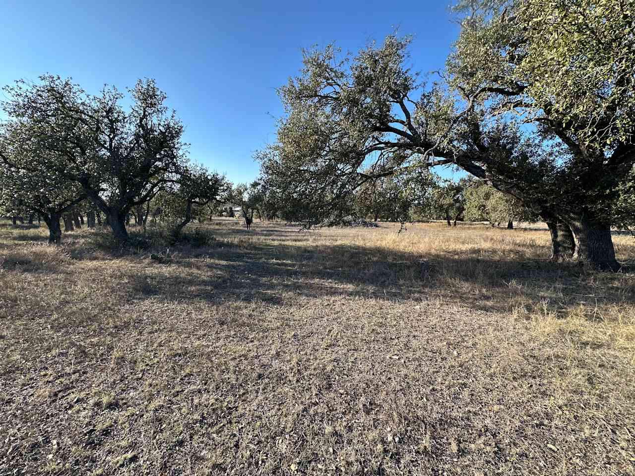 Starlit Flat on the 1873 Ranch