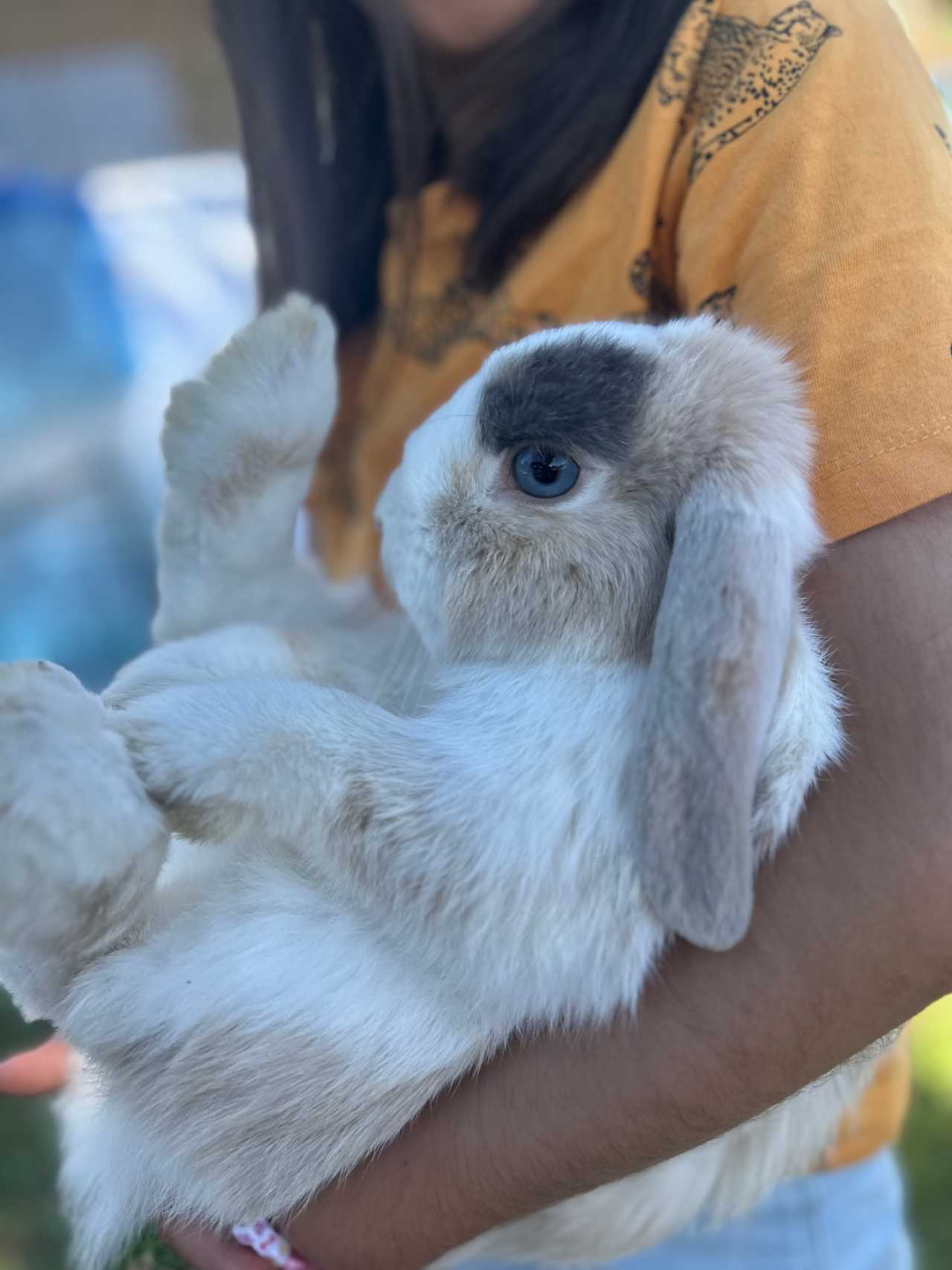 Therapy Animals Park