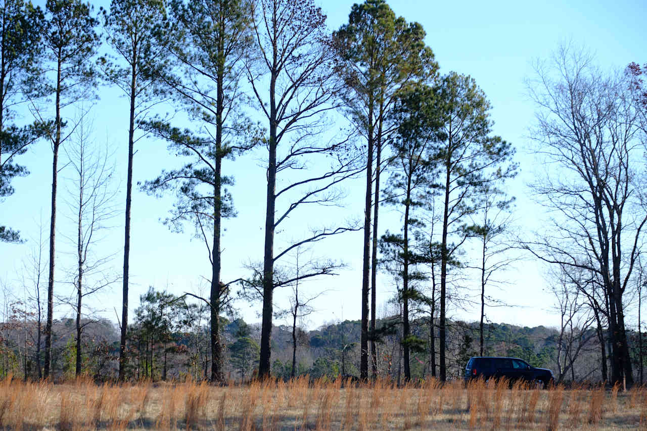 The Pint Sized Pasture