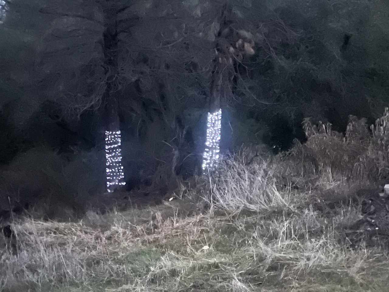 More than 20 trees with fairy lights 