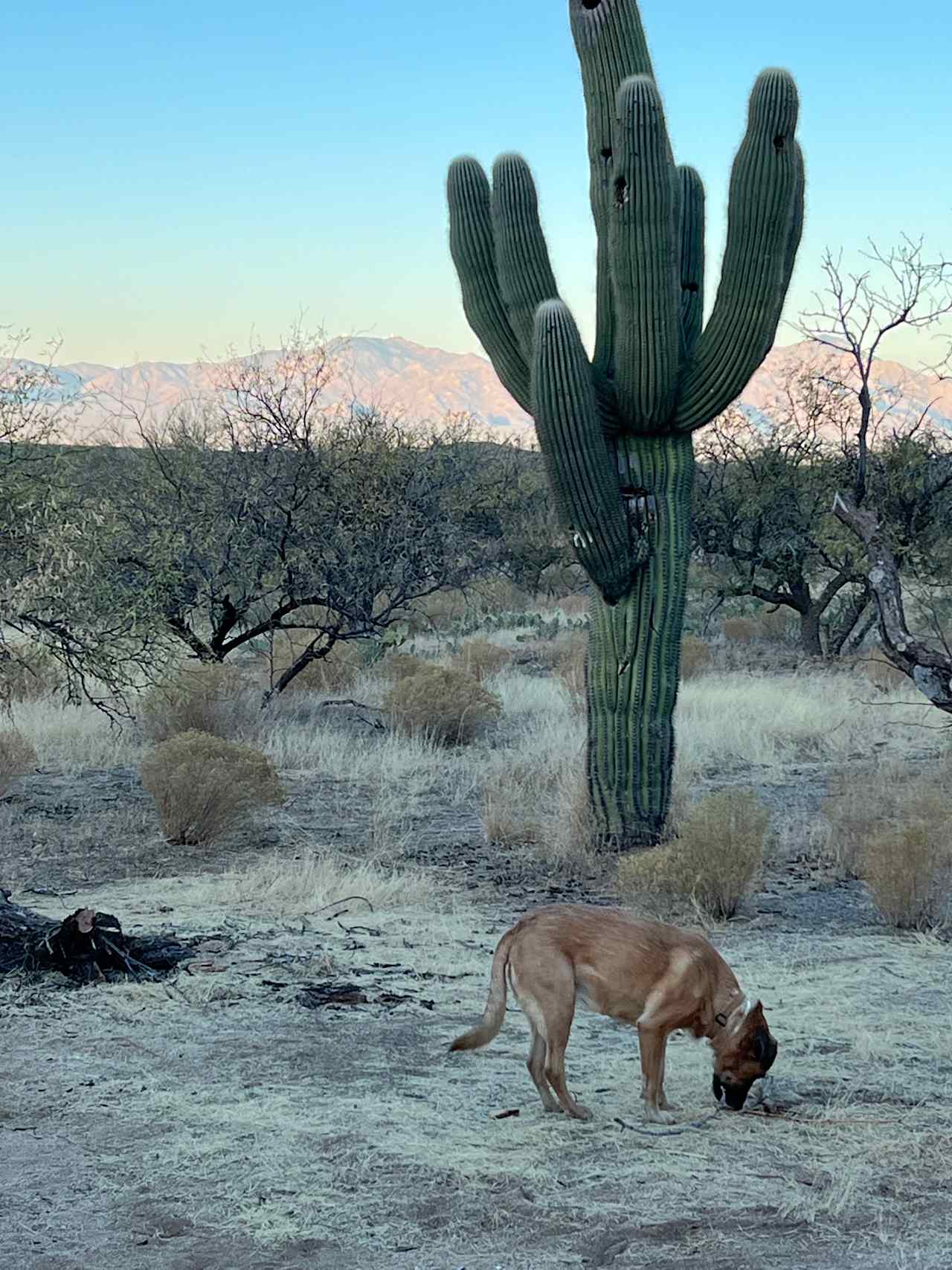 Epic Private 300 Acre Saguaro Park