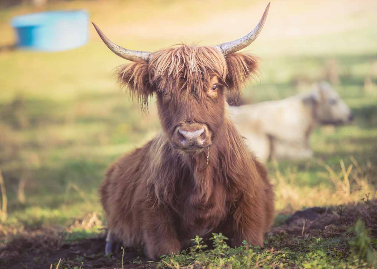 Highland Cow Farm