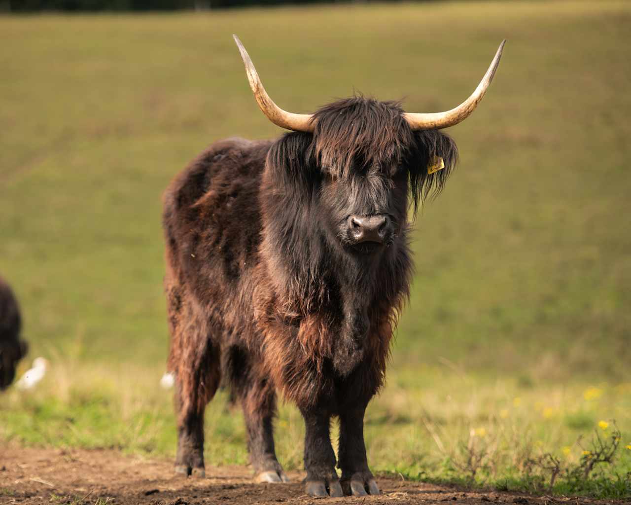 Highland Cow Farm