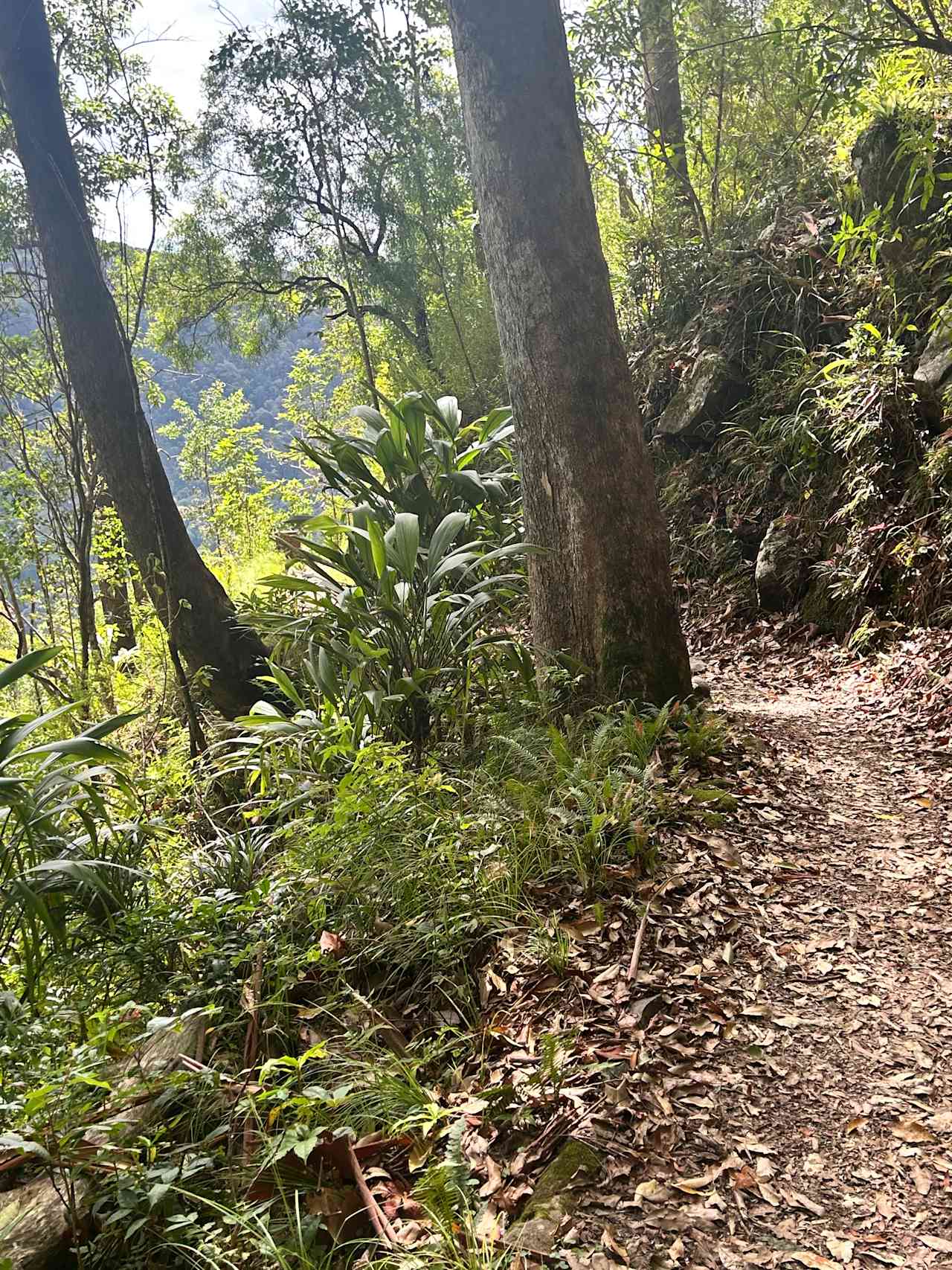 Binna Burra Lodge