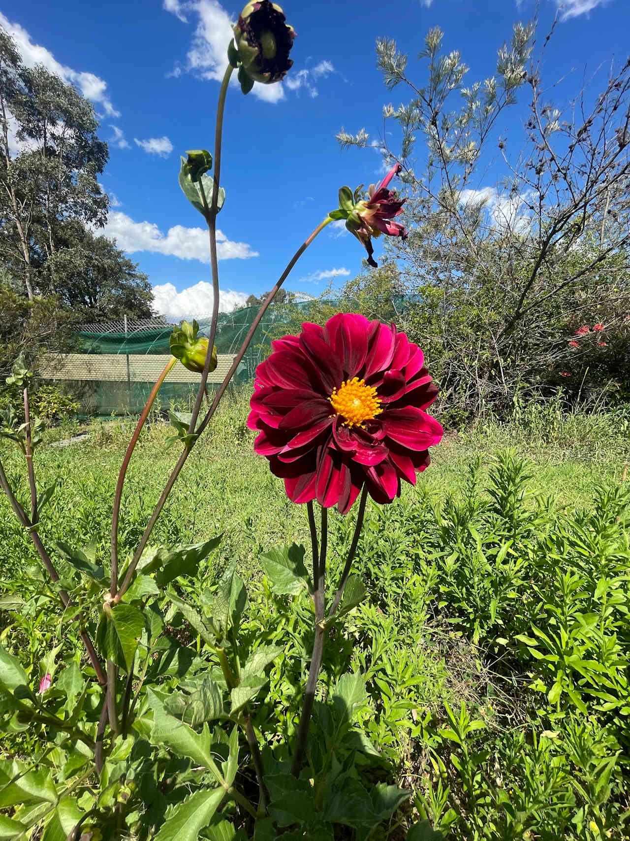 Silky Oaks Flower Farm