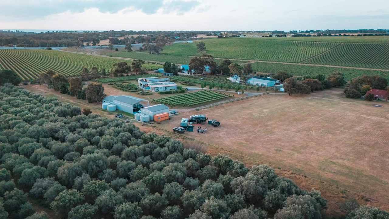 McLaren Vale Vineyard