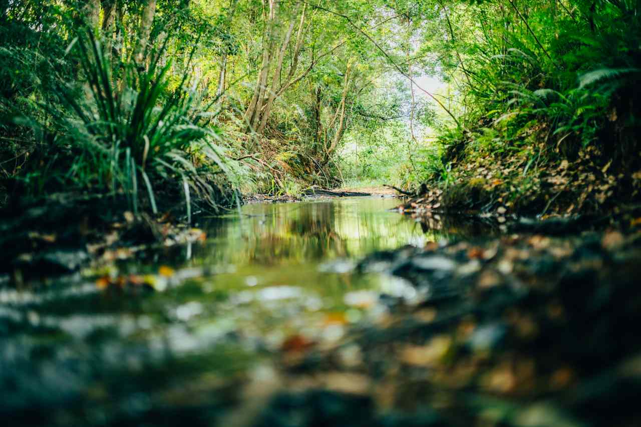 creek that runs along the property