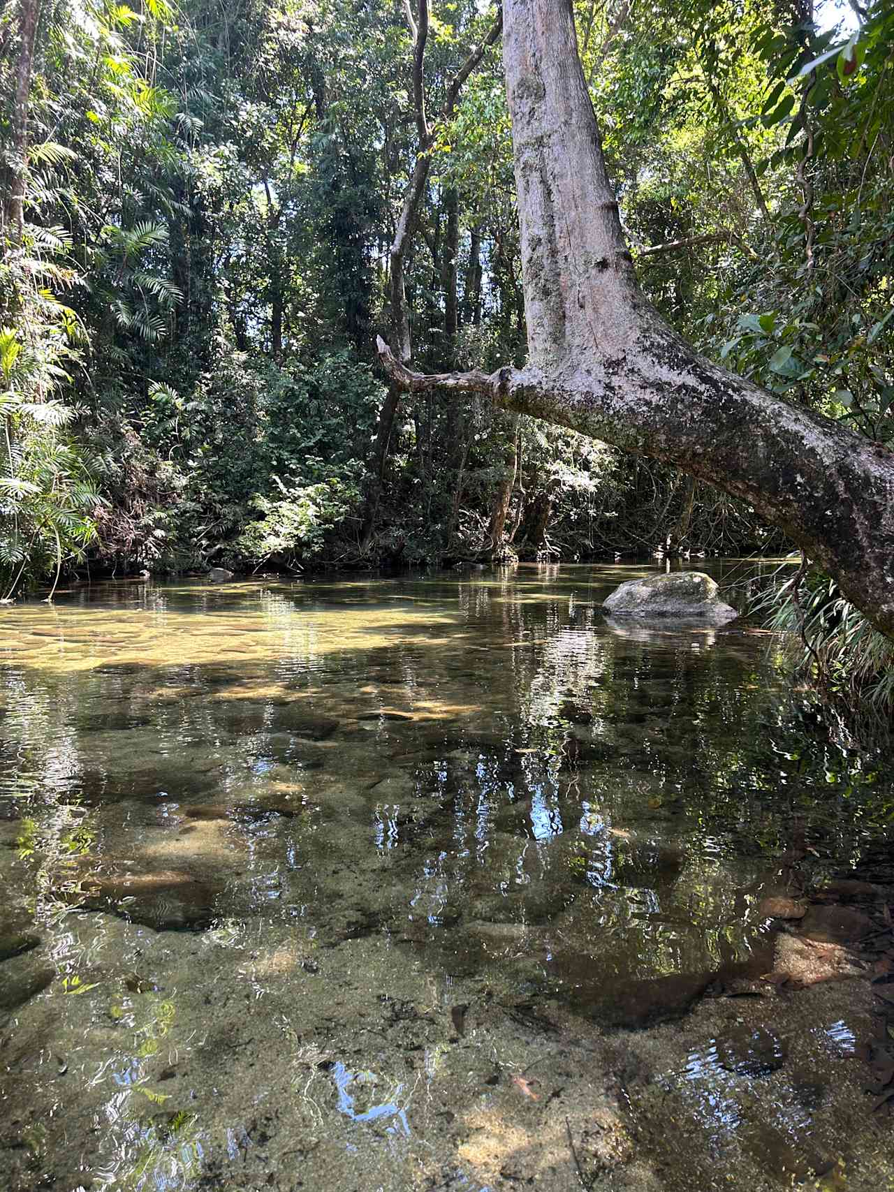 Rainforest Stream Near Cairns
