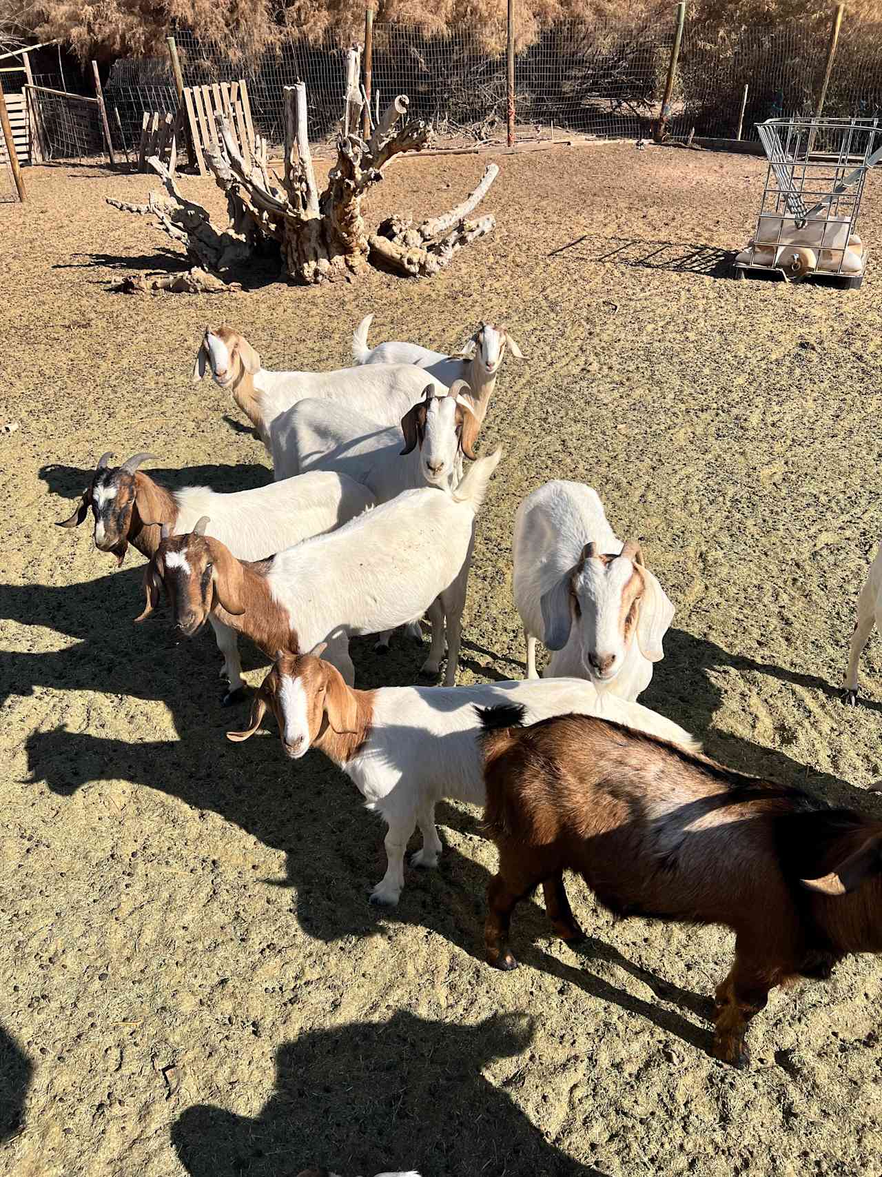 Goats in a pen down the road
