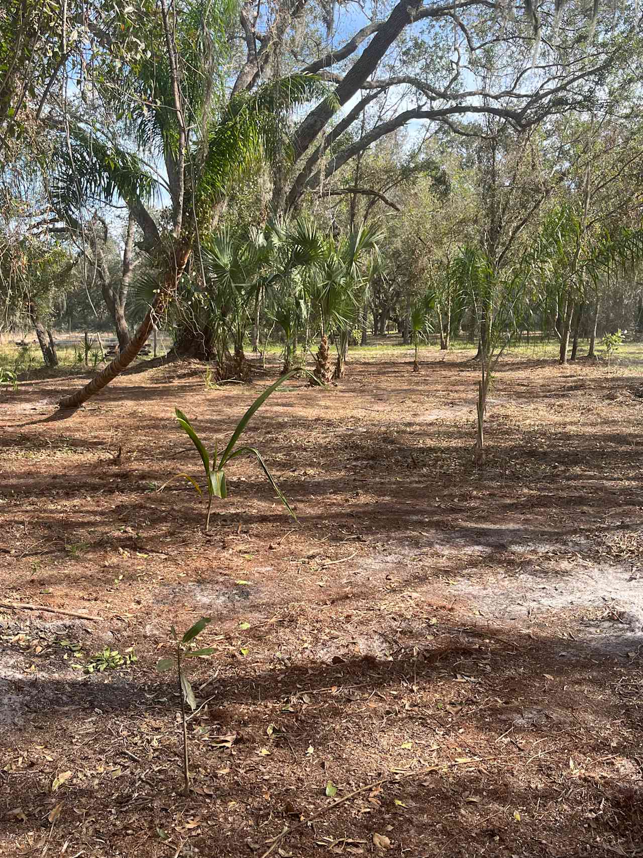 Little Gator - Hipcamp in Arcadia, Florida