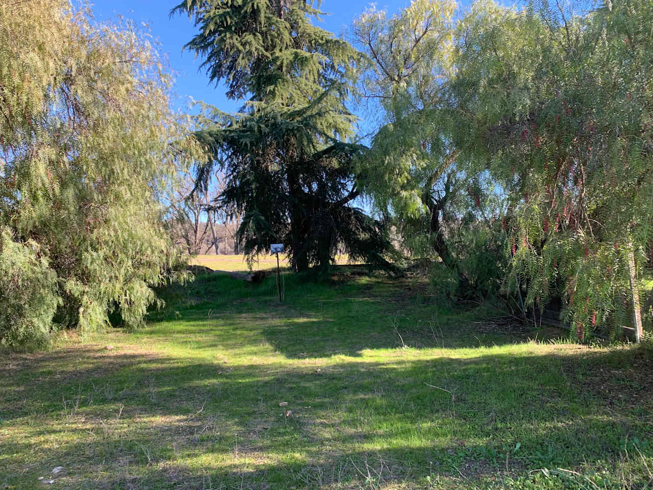 Pepper Tree Grove