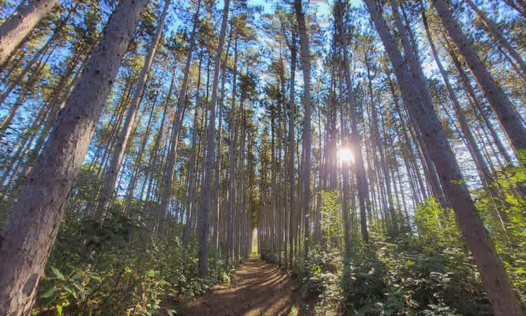 Dell Pines Campground