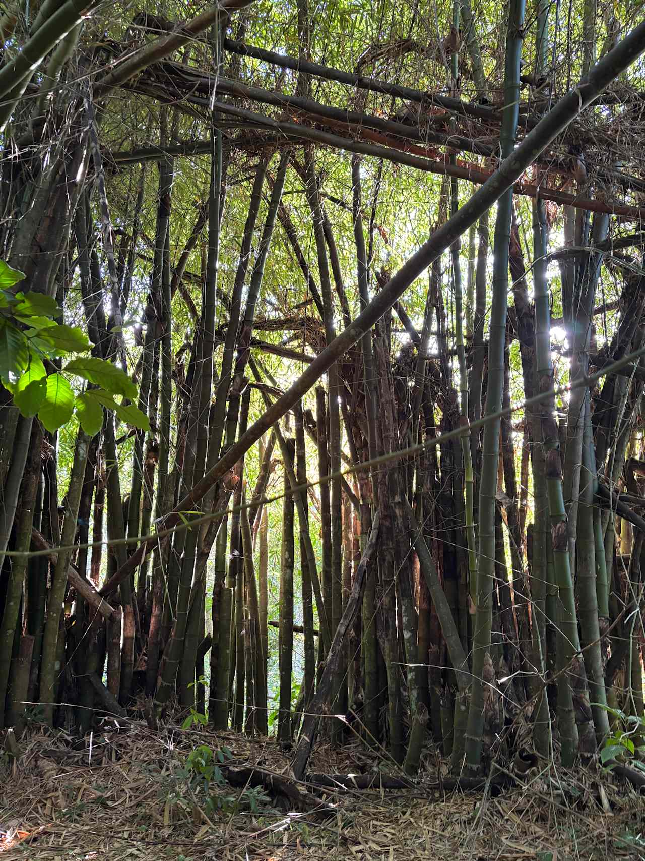 Finca Plato Indio