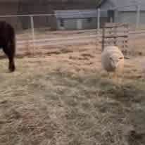 the sheep love visitors