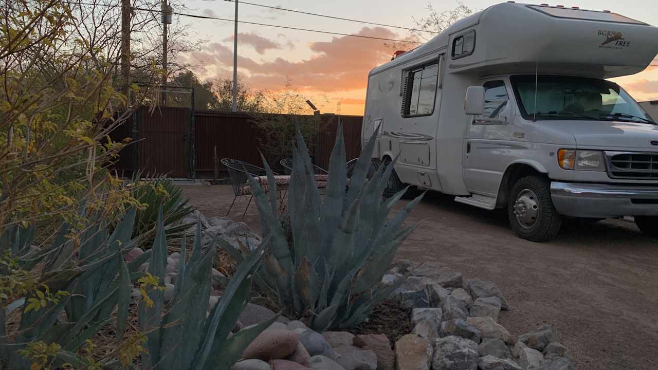 Roadrunner Tucson Birds and Cacti