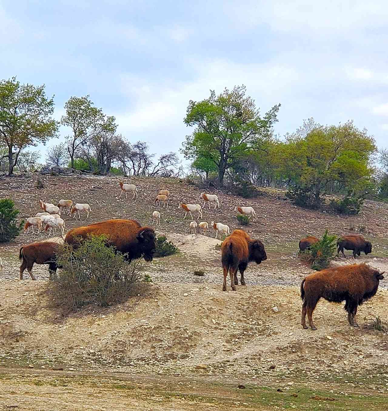Buena Vista Wildlife Safarai and RV Park