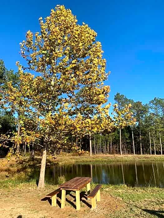 Piney Woods Village RV Park