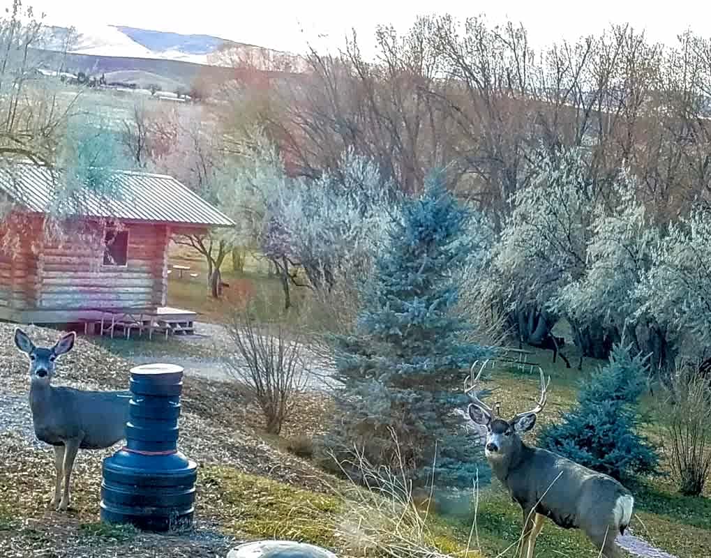 Twin Pines RV Park and Campground