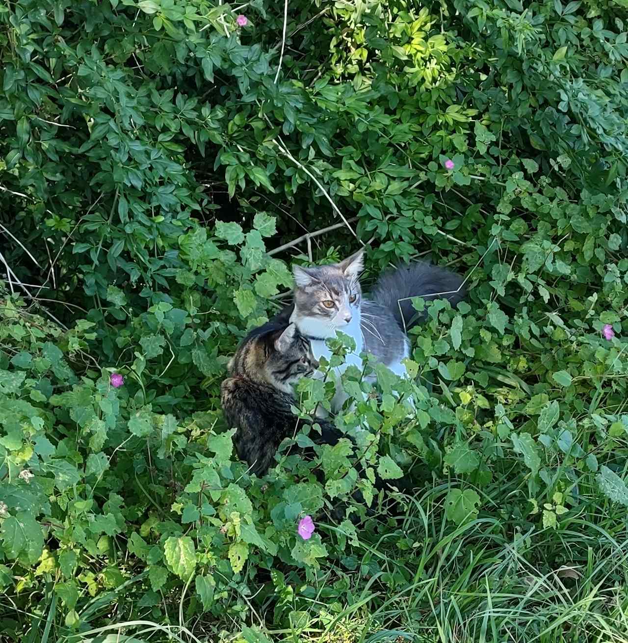 Utopia has quite a few feline friends! Stevie Ray Vaughan is our feral kitten, turned barn cat, turned inside/ outside cat, turned housecat. He and his brother, Jimi Hendrix worked their way into our hearts and our home. 