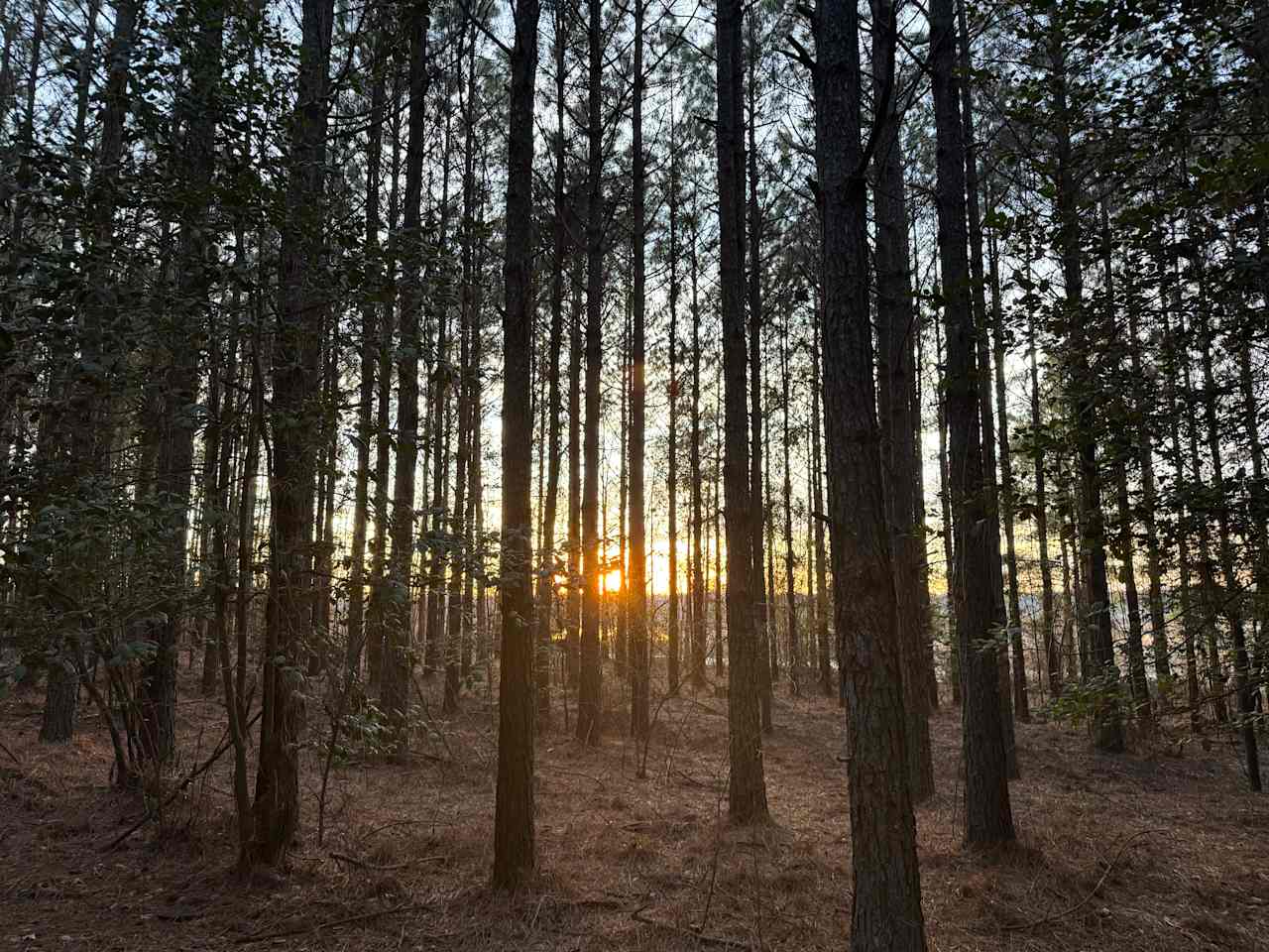 Donna I.’s Hammock hide away