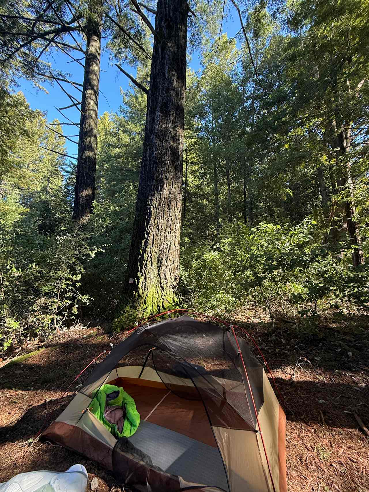 Redwood Paradise Camping