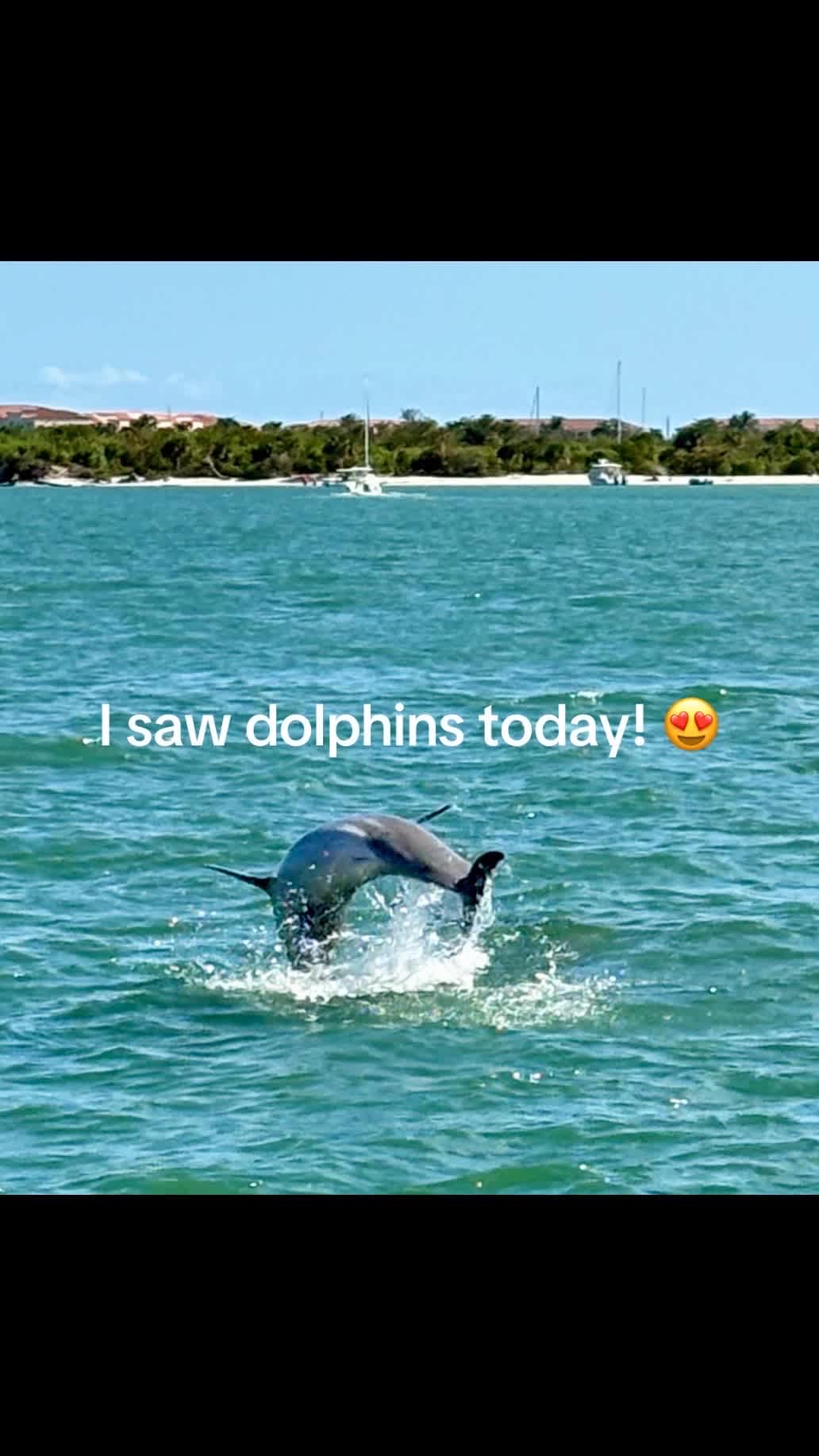 Dolphins were so cool ! 