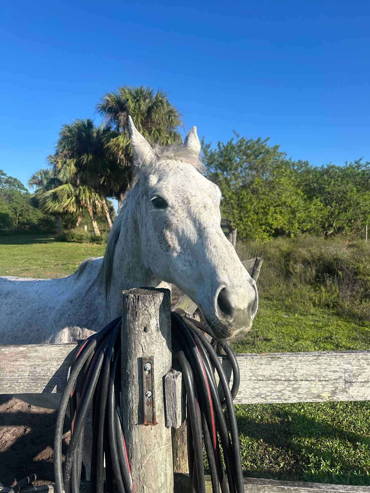 Butiful horses!