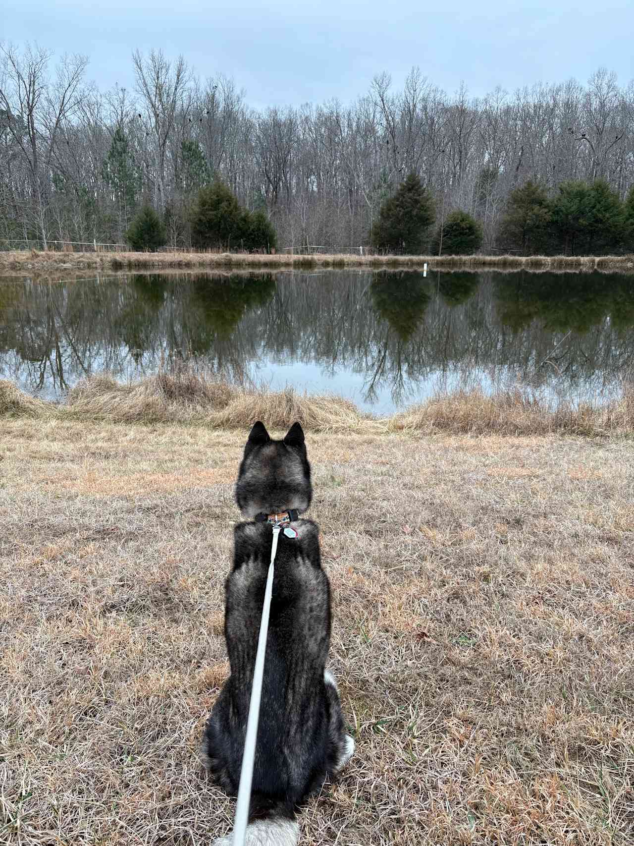 Looking out over the pond