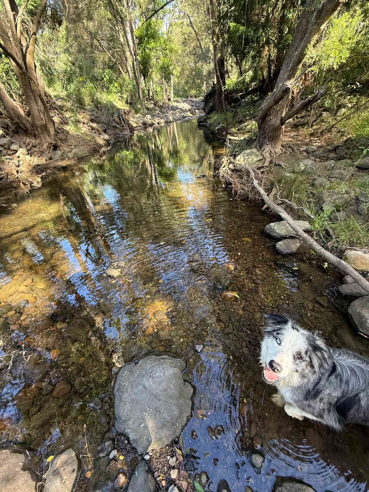 Tyungun At Ferny Glen