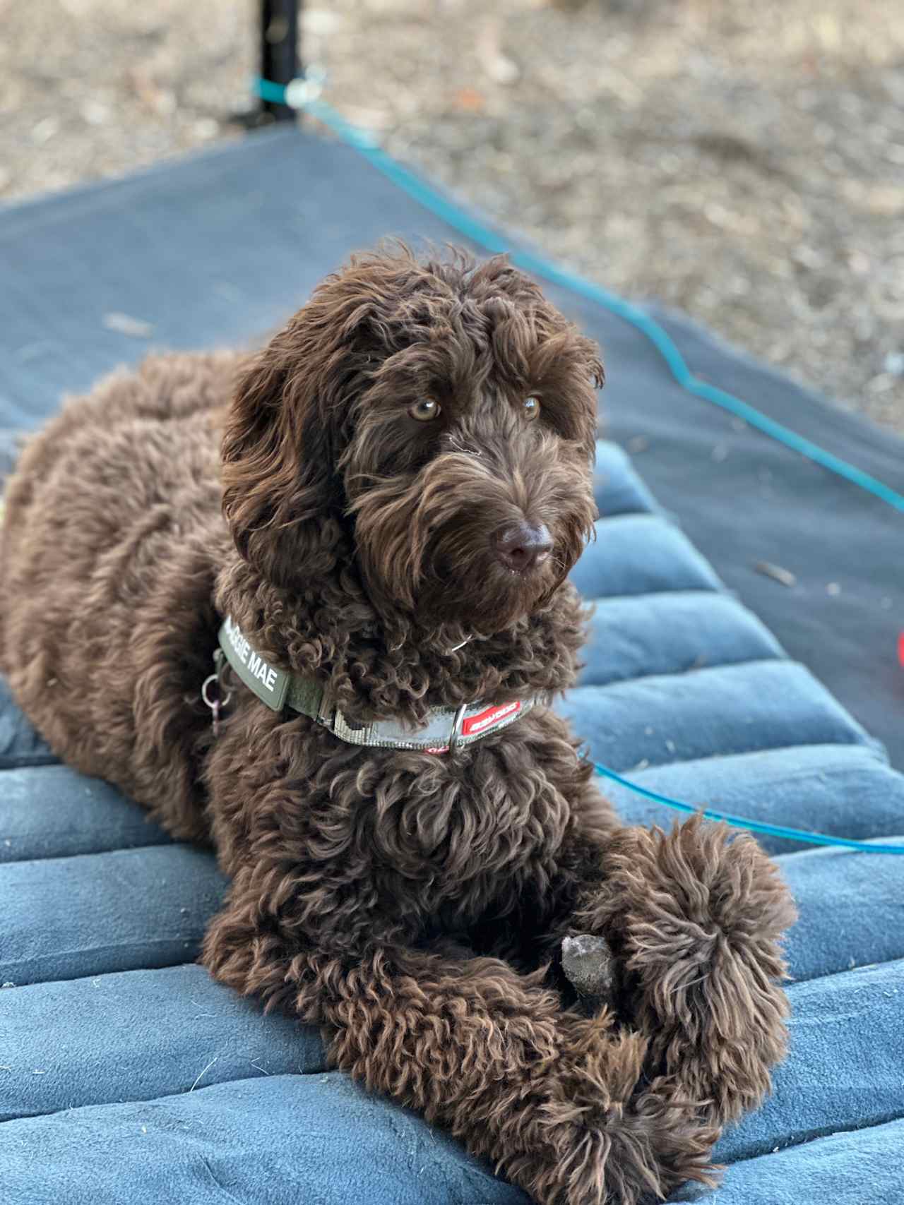 Our puppy loved it 