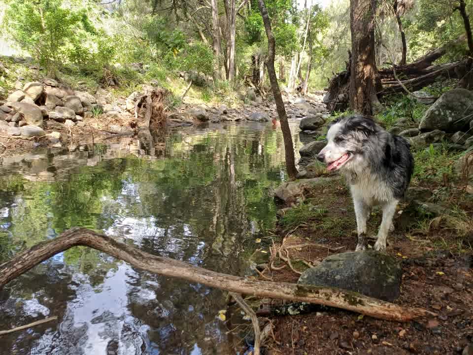 Tyungun At Ferny Glen