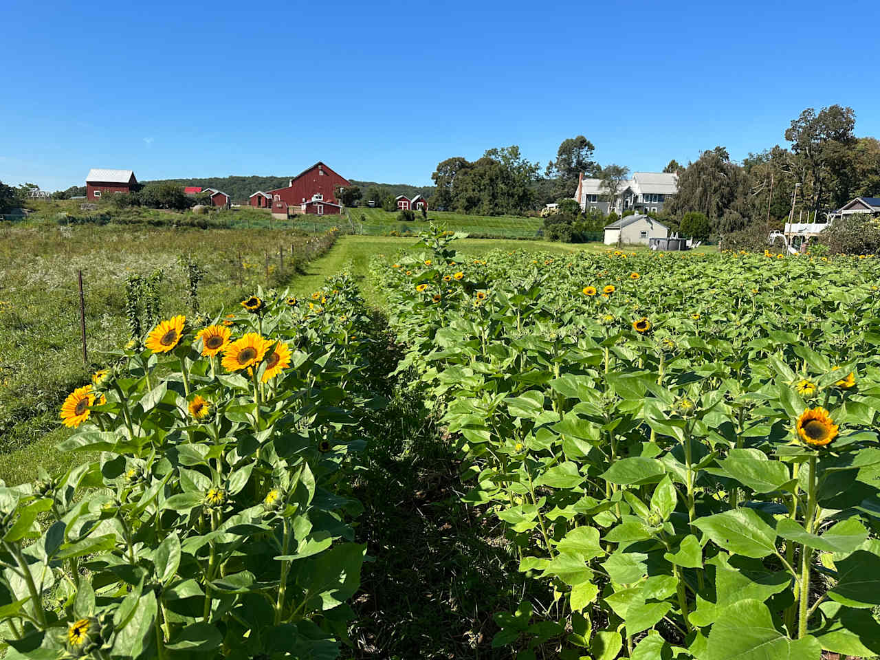 Summer sunflower field - Pick your own!