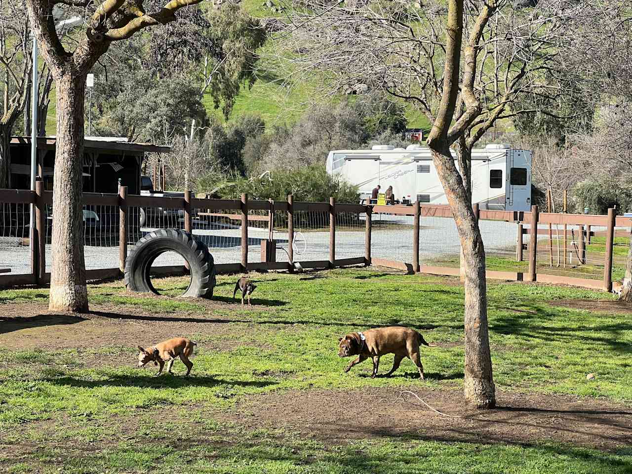 Dog park