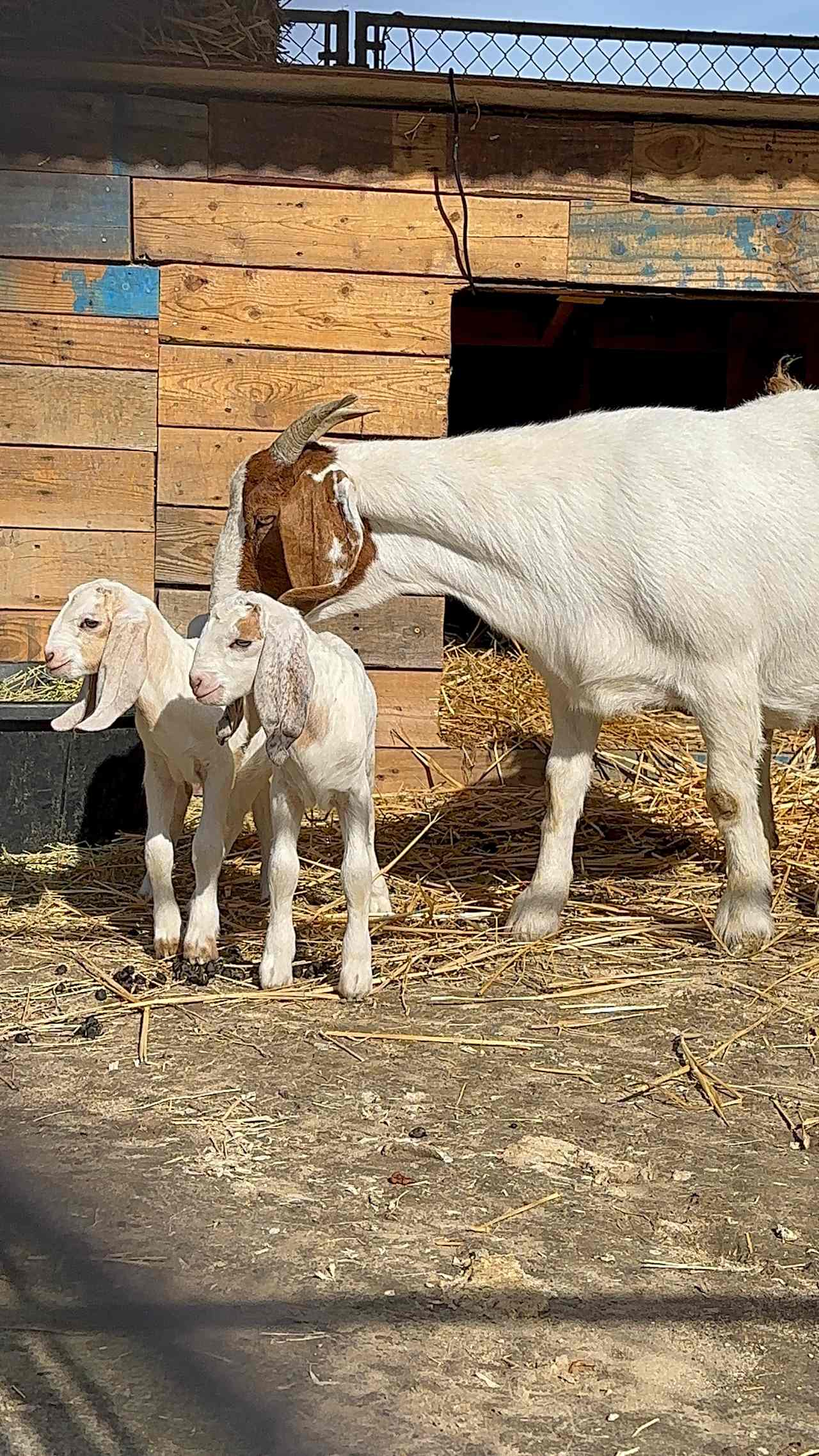 Leap Lab Farm
