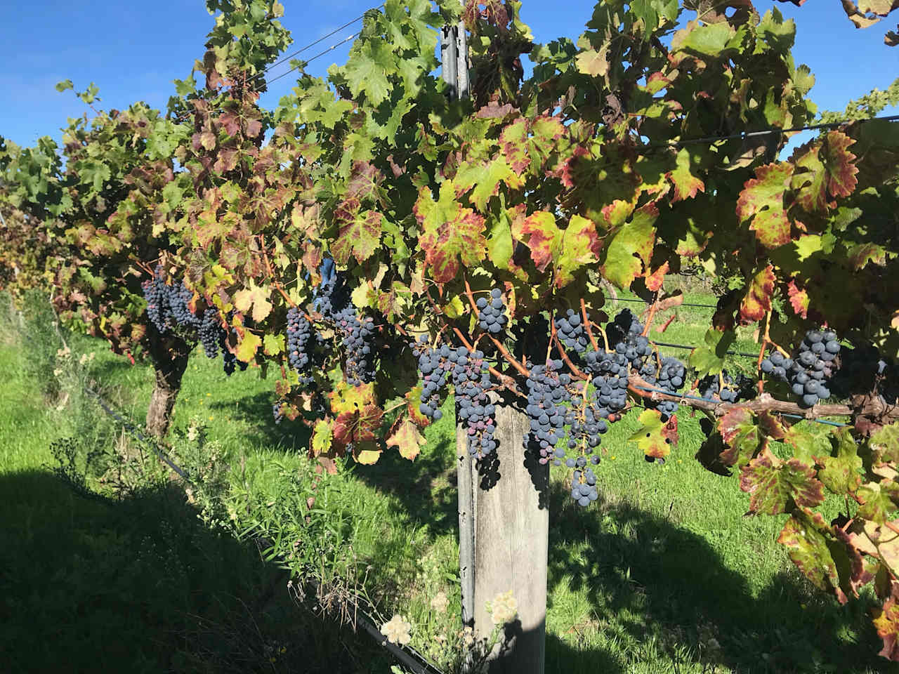 Big Nanna Vineyard