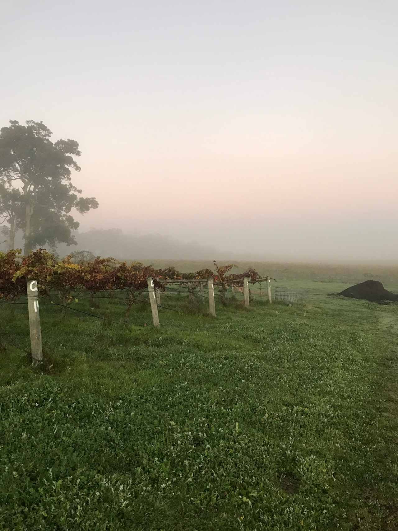 Big Nanna Vineyard