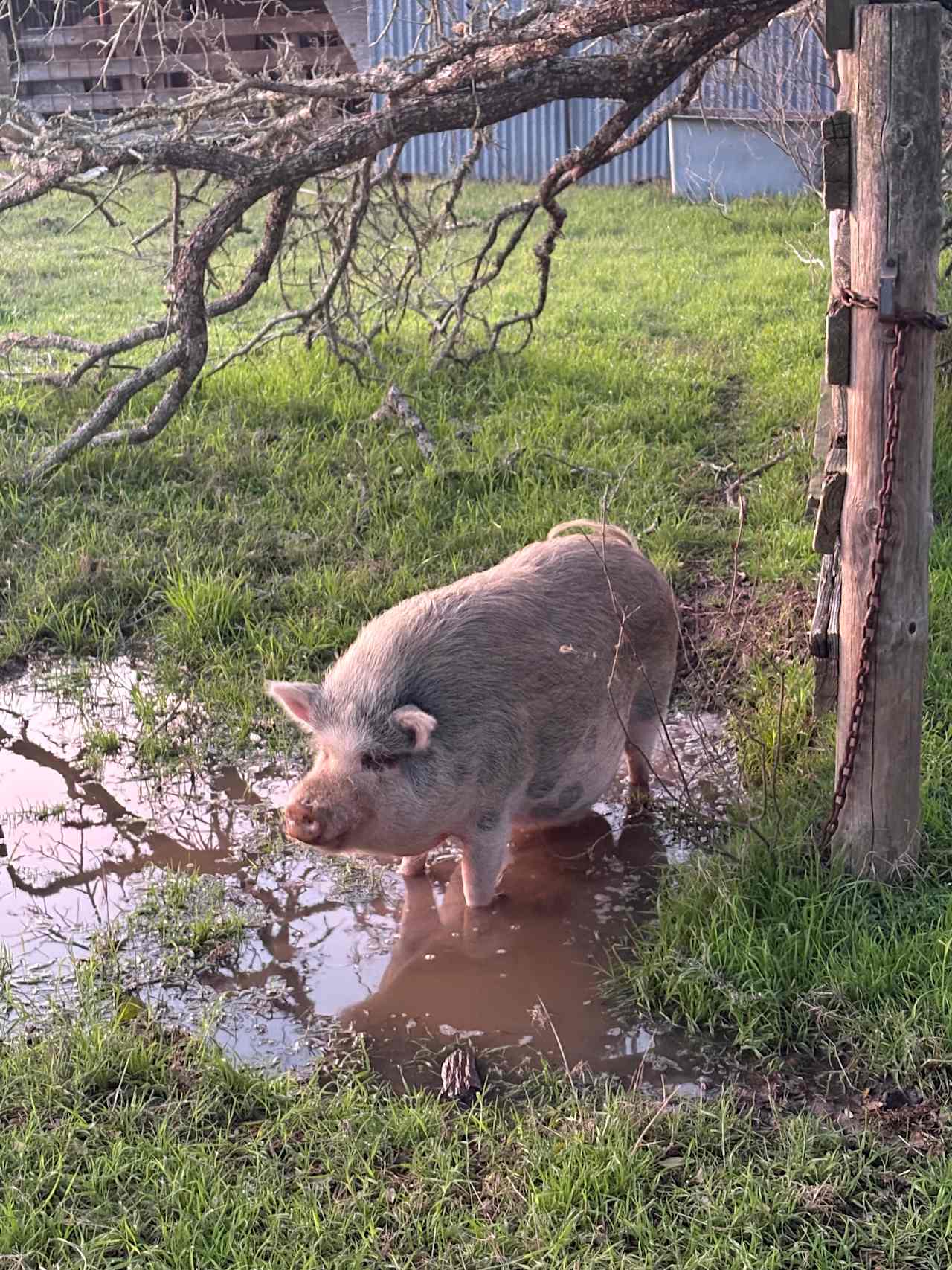 Starlove Ranch & Animal Sanctuary