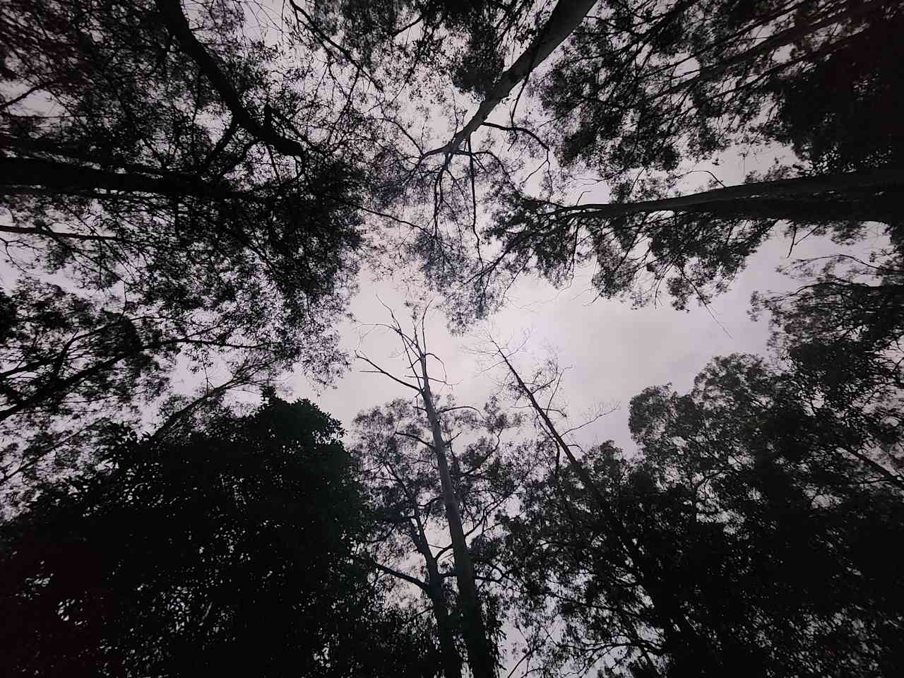 Early night sky above camp