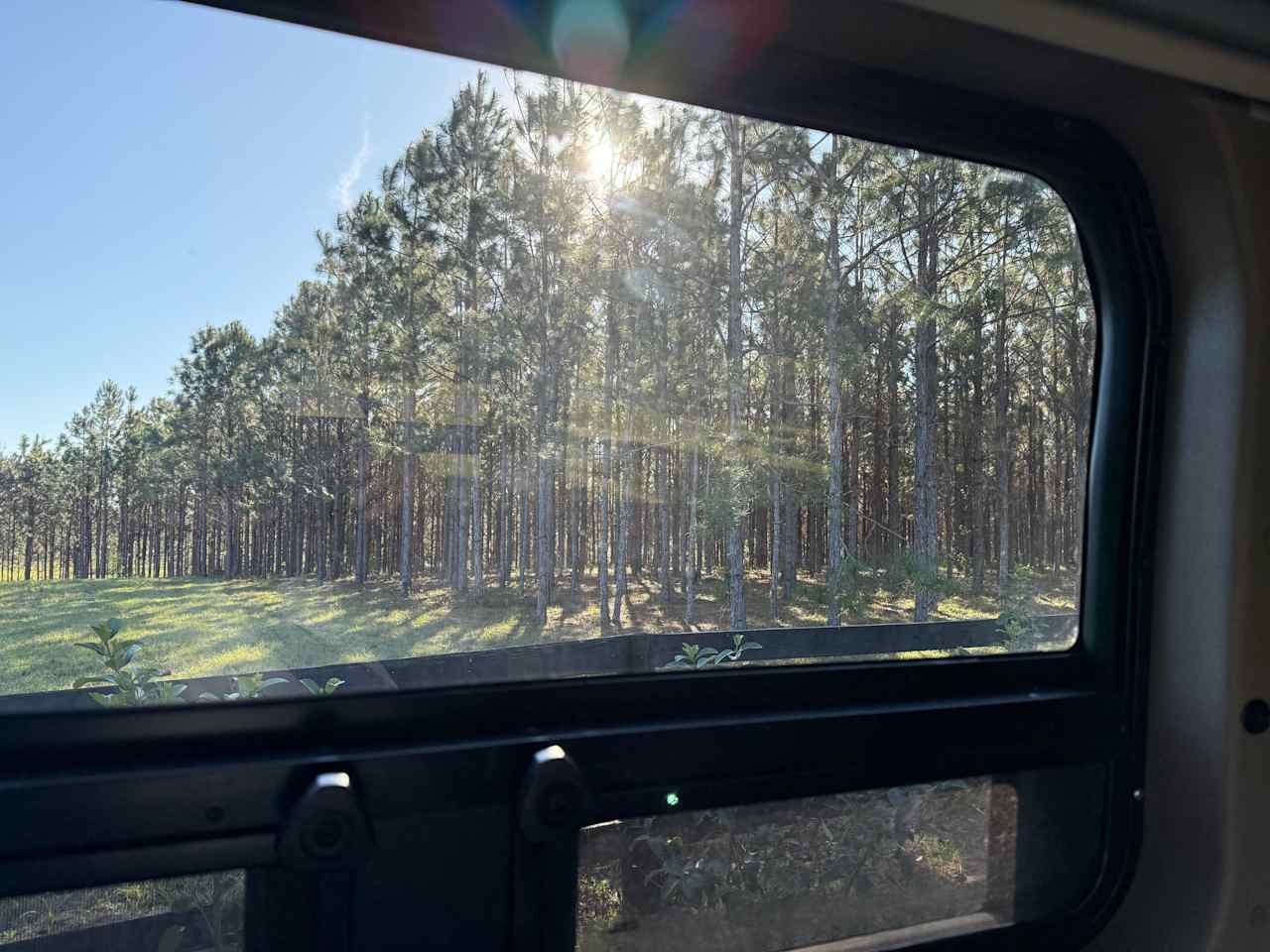 The Pine Forest