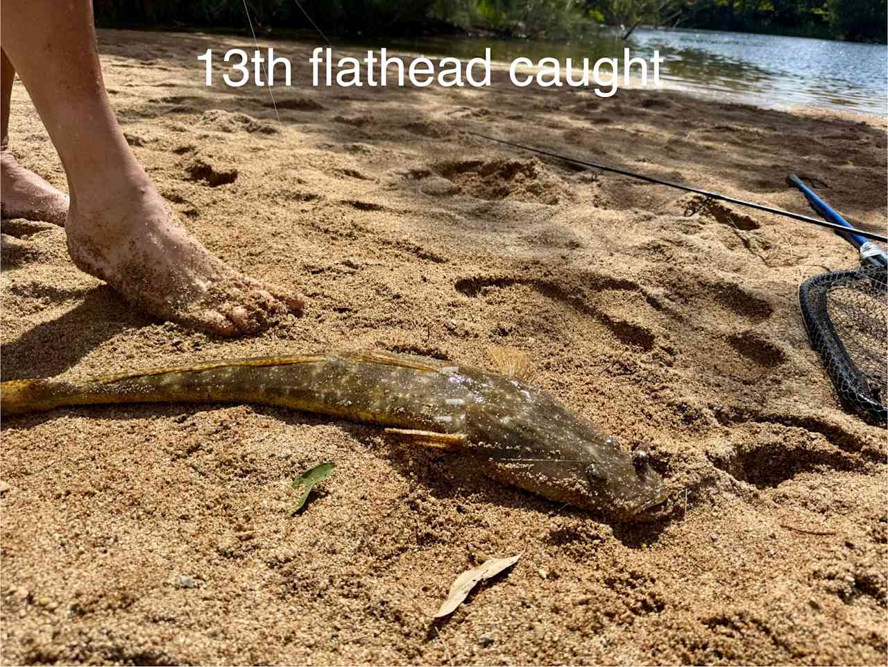 16 flat head and 1 Black Brim in 2 says stay