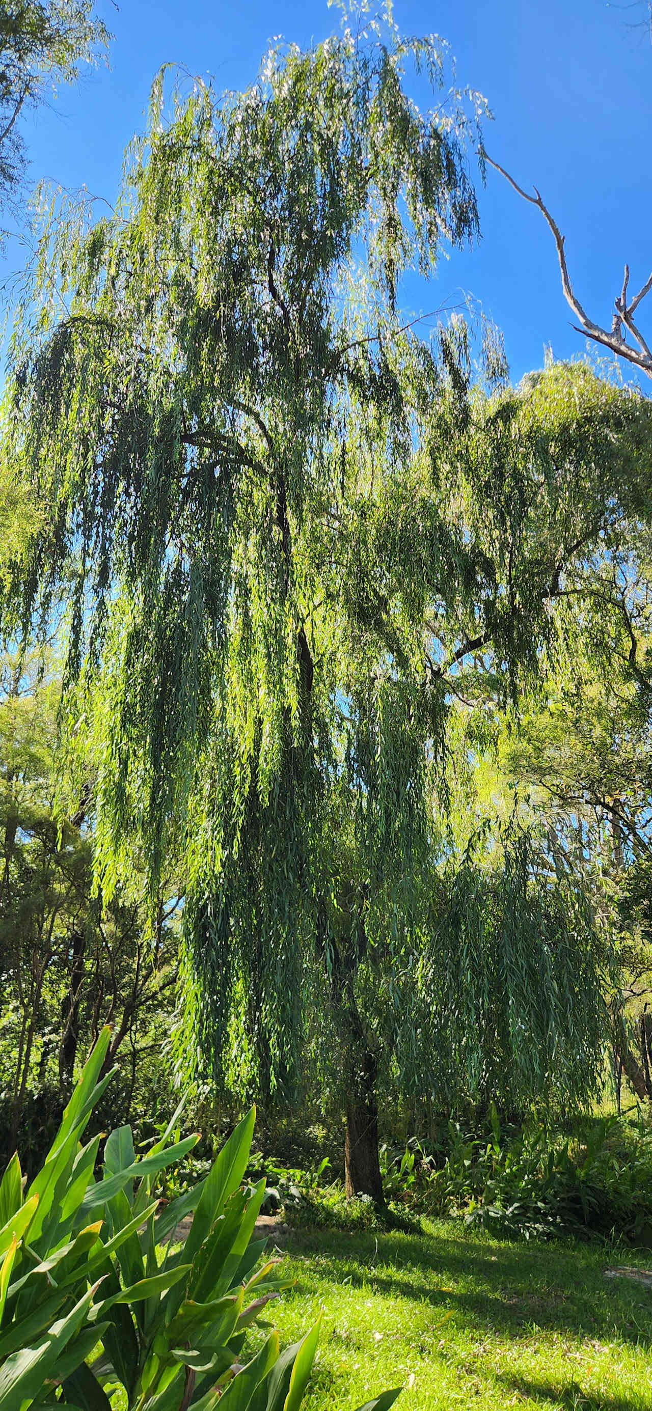 Majestic Weeping willow