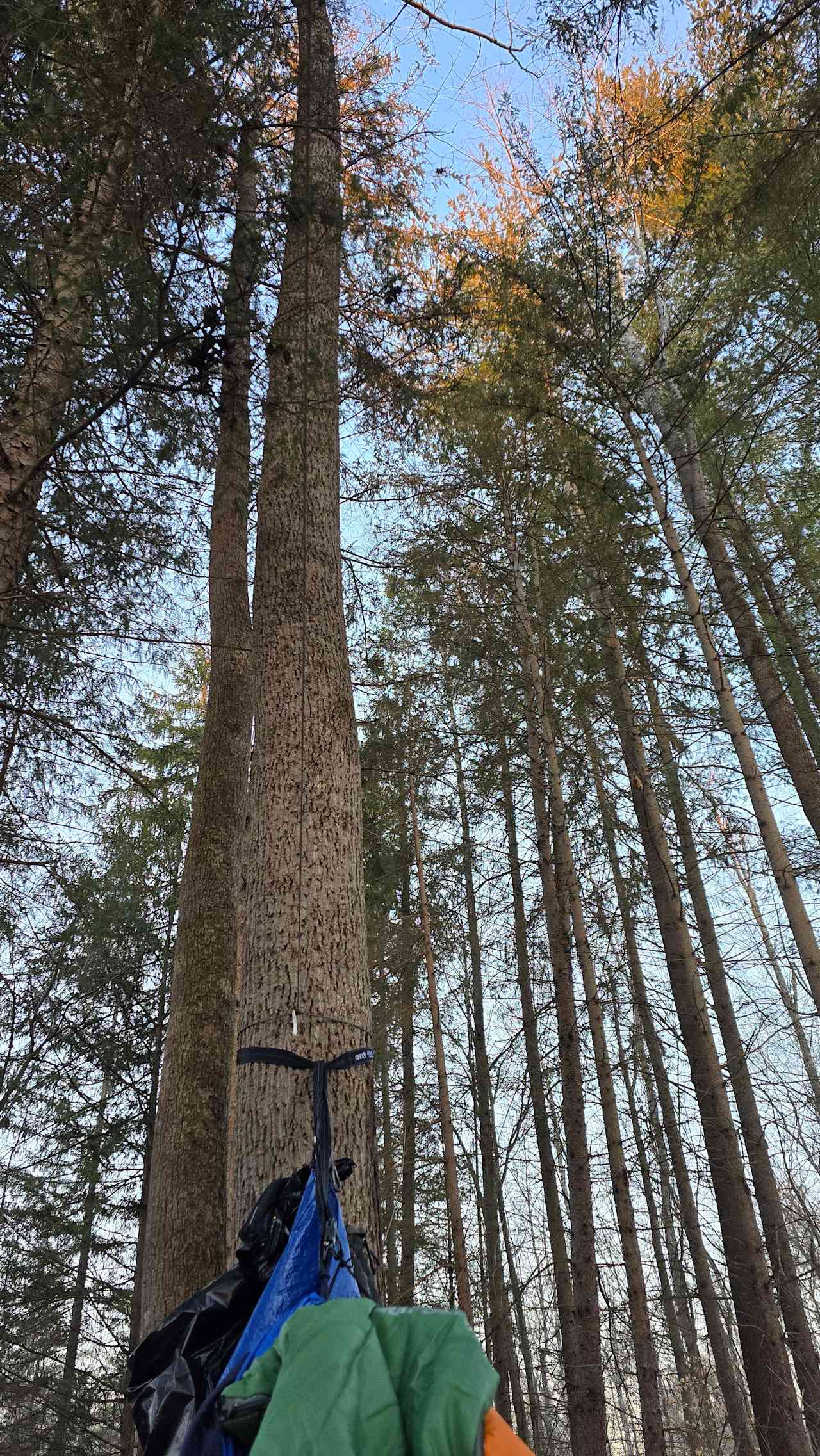 Trothwood Forest