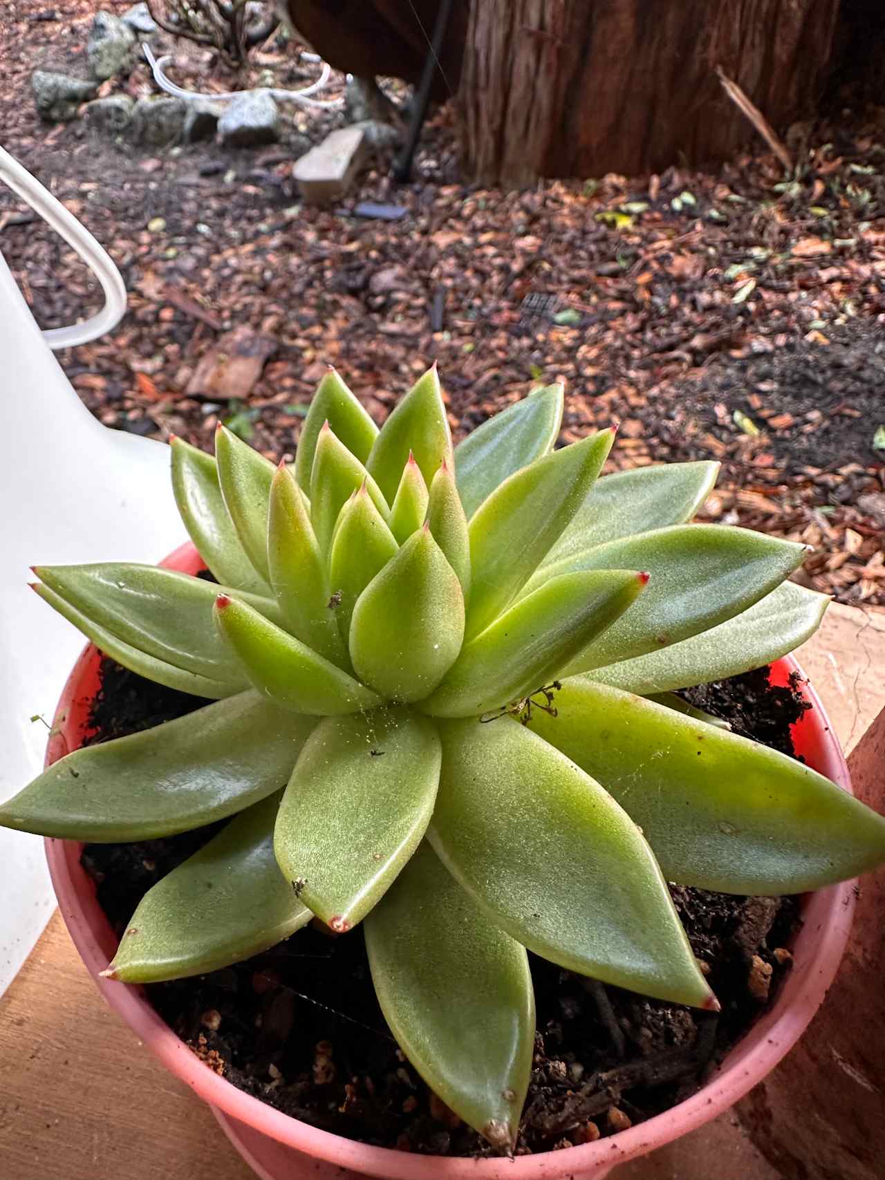 A beautiful live forever Echeveria. There are many more gems to be found here. ANY plant lover will enjoy this garden. 