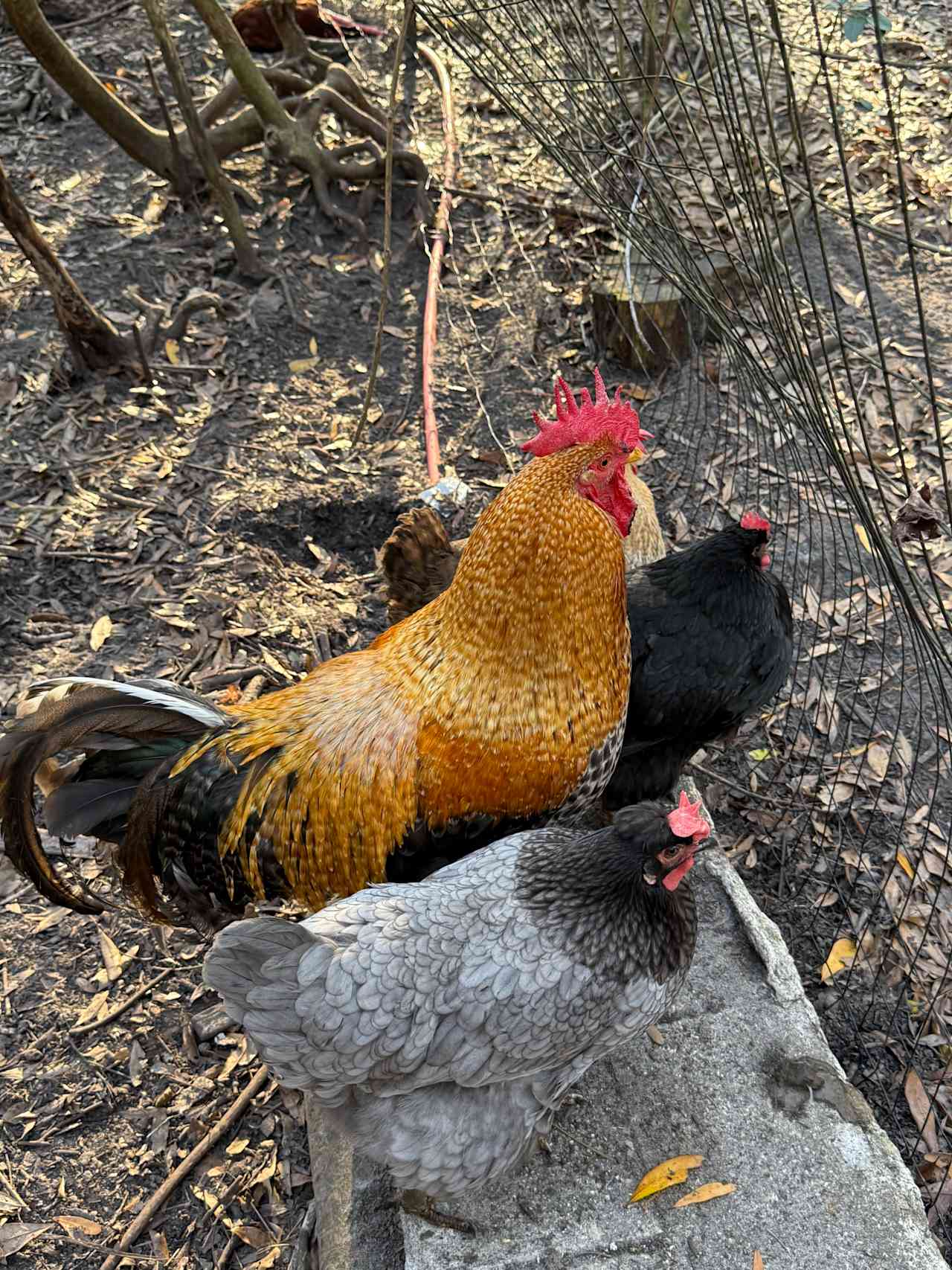 The free range birds.